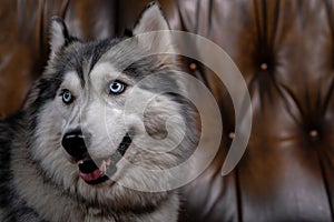 Beautiful fluffy husky sits on a brown leather sofa. portrait of a husky dog close up. adult husky dog