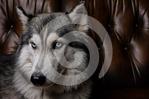 Beautiful fluffy husky sits on a brown leather sofa. portrait of a husky dog close up. adult husky dog