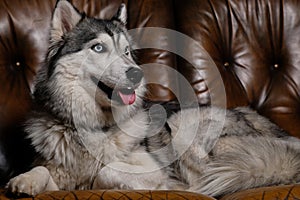 Beautiful fluffy husky sits on a brown leather sofa. portrait of a husky dog close up. adult husky dog