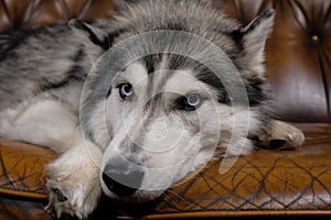 Beautiful fluffy husky sits on a brown leather sofa. portrait of a husky dog close up. adult husky dog