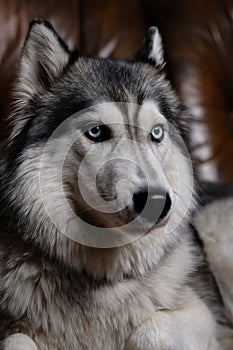 Beautiful fluffy husky sits on a brown leather sofa. portrait of a husky dog close up. adult husky dog