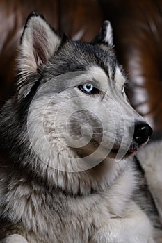 Beautiful fluffy husky sits on a brown leather sofa. portrait of a husky dog close up. adult husky dog