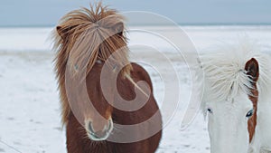 Beautiful fluffy icelandic horses. Amazing Icelandic horses in winter season, hairy horses adapted to hard Iceland