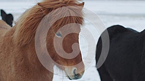 Beautiful fluffy icelandic horses. Amazing Icelandic horses in winter season, hairy horses adapted to hard Iceland