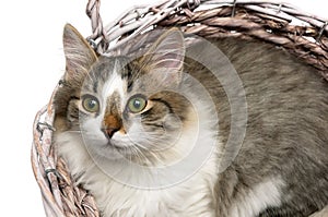 Beautiful fluffy kitten lying in a basket on a white background