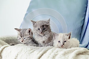 Beautiful fluffy 3 kittens lay on white blanket against a blue background. Many kittens. Gray white and tabby kitten. Different