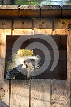 A beautiful fluffy monkey sits in a cage at the zoo in summer