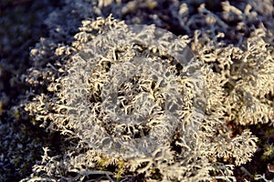 Beautiful fluffy moss close up