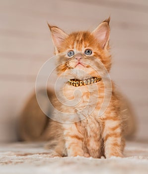 Beautiful fluffy multi bright red orange maine coon baby kitten looking up curios blue eyes. Closeup
