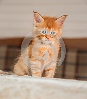 Beautiful fluffy multi bright red orange maine coon baby kitten looking up curios blue eyes. Closeup