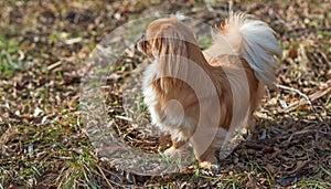 Beautiful fluffy Pekingese dog walking outside