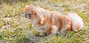 Beautiful fluffy Pekingese dog walking outside