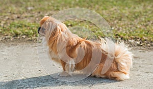 Beautiful fluffy Pekingese dog walking outside