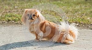 Beautiful fluffy Pekingese dog walking outside