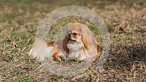 Beautiful fluffy Pekingese dog walking outside