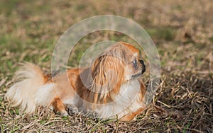 Beautiful fluffy Pekingese dog walking outside