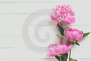 Beautiful Fluffy pink peonies flowers background. Copyspace