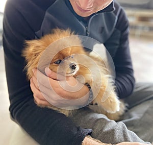 Beautiful fluffy puppy on mans lap.Human and animal connection.Trust,friendship