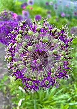 Beautiful fluffy purple flower bow