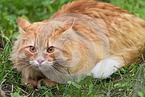 Beautiful fluffy red cat with insight look lies in green grass. Outdoor, nature