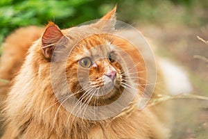 Beautiful fluffy red orange cat with insight attentive smart look portrait close up