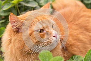 Beautiful fluffy red orange cat with insight attentive smart look portrait close up, macro