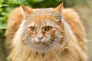 Beautiful fluffy red orange cat with insight attentive smart look portrait close up