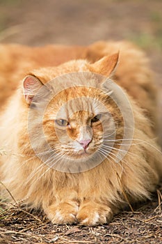 Beautiful fluffy red orange serious cat with insight attentive smart look portrait close up