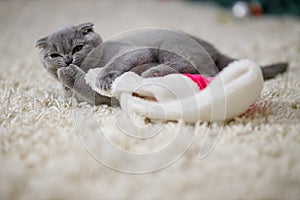 A beautiful fluffy Scottish Fold kitten lies on a fluffy beige carpet and plays with traditional Red Fluffy Christmas Santa Hat