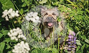 Beautiful fluffy shaggy dog sitting in the grass in wild flowers in a summer park