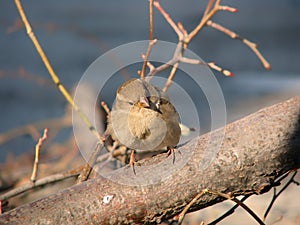 Beautiful, fluffy sparrow