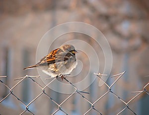 Beautiful, fluffy sparrow