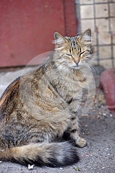 Beautiful fluffy stray cat