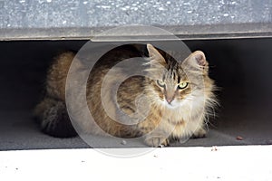 Beautiful fluffy stray cat