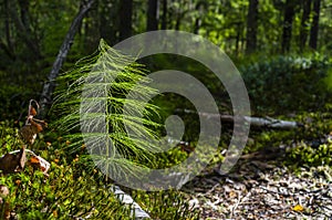 A beautiful fluffy twig in the forest in the ray of the contour sun