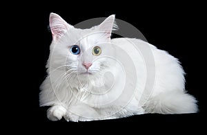 Beautiful fluffy white cat with different eyes