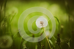 A beautiful fluffy white dandelion flower blooms in a meadow among green grass in summer