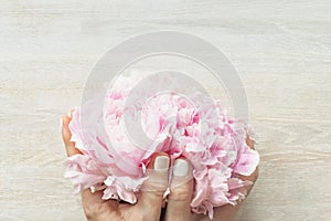 Beautiful fluffy white pink peonies in female hands on white rustic wooden background. Copy space
