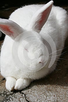 A fluffy white rabbit lying down. photo