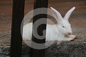 A fluffy white rabbit lying down. photo