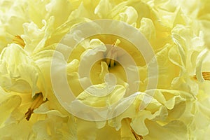 Beautiful fluffy yellow daffodils close up.