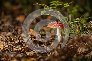 Beautiful Fly agaric (Amanita muscaria) mushroom growing in a forest