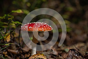 Beautiful Fly agaric (Amanita muscaria) mushroom growing in a forest