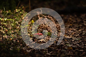 Beautiful Fly agaric (Amanita muscaria) mushroom growing in a forest