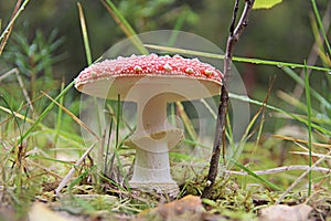 Beautiful fly agaric grows in the grass