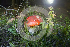 A beautiful fly agaric mushroom, Venetian Alps, Italy