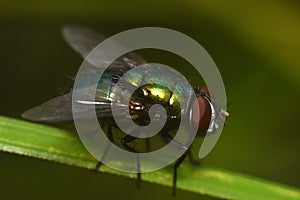 Beautiful fly close-up in the nature. Macro shot