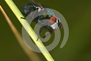 Beautiful fly close-up in the nature. Macro shot