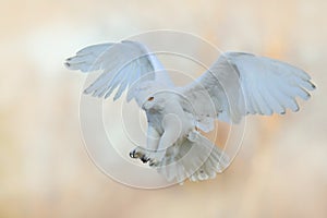 Beautiful fly of snowy owl. Snowy owl, Nyctea scandiaca, rare bird flying on the sky. Winter action scene with open wings, Finland photo