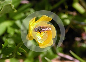 Beautiful fly in yellow flower, Lithuania